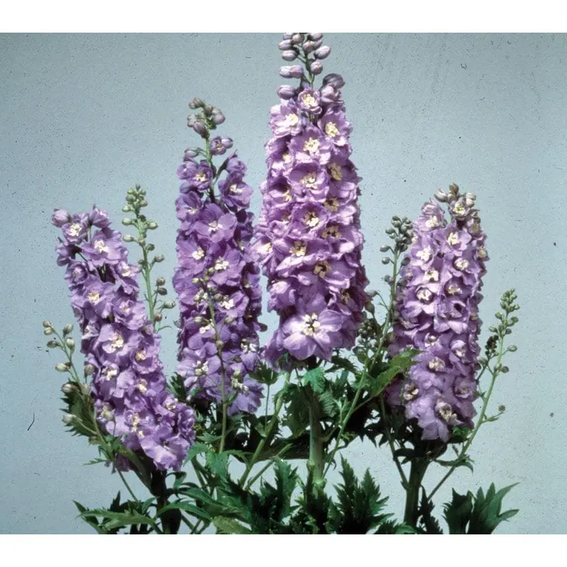 Delphinium Magic Fountains Lavender White Bee Seeds