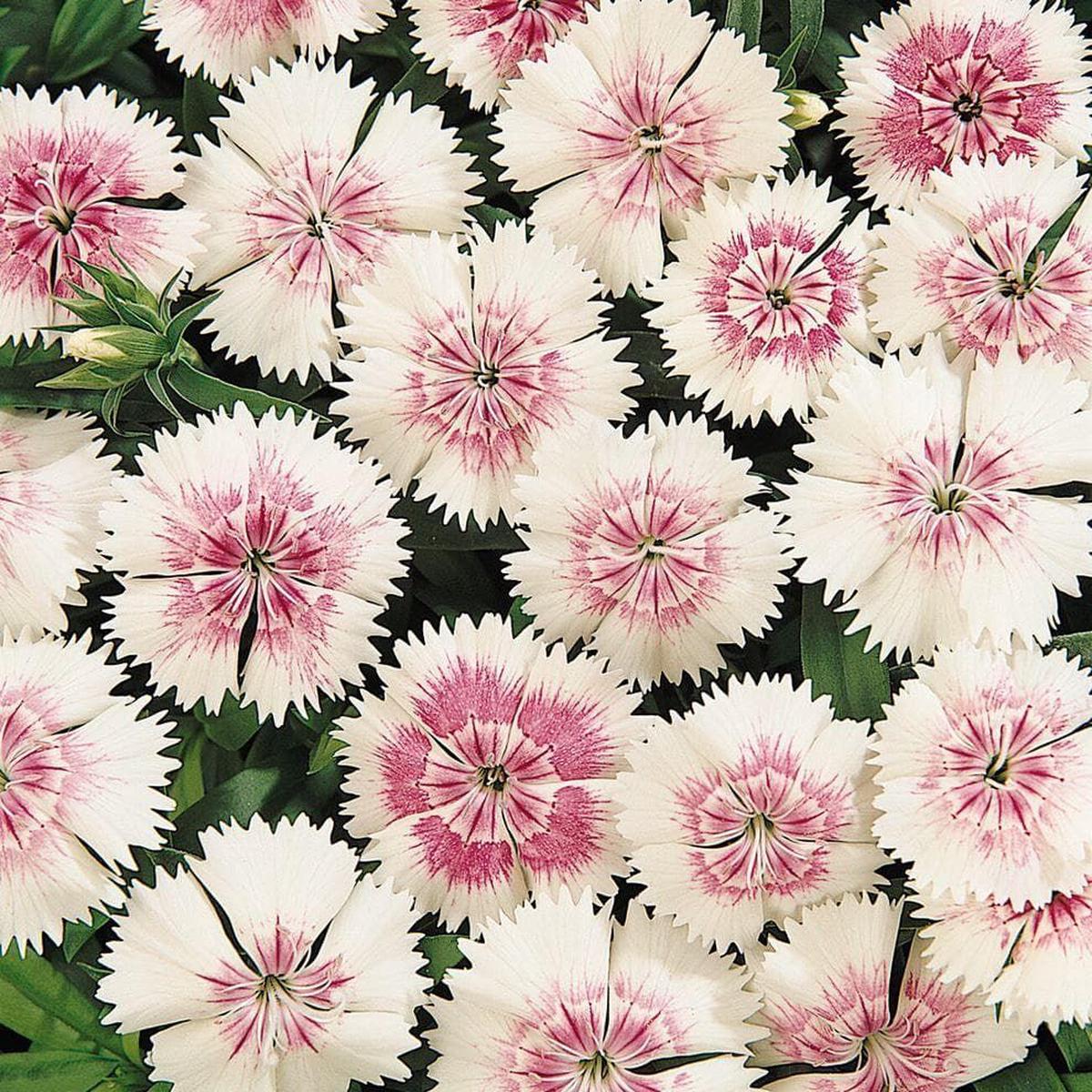 Dianthus Festival Pearl F1 Hybrid Seeds