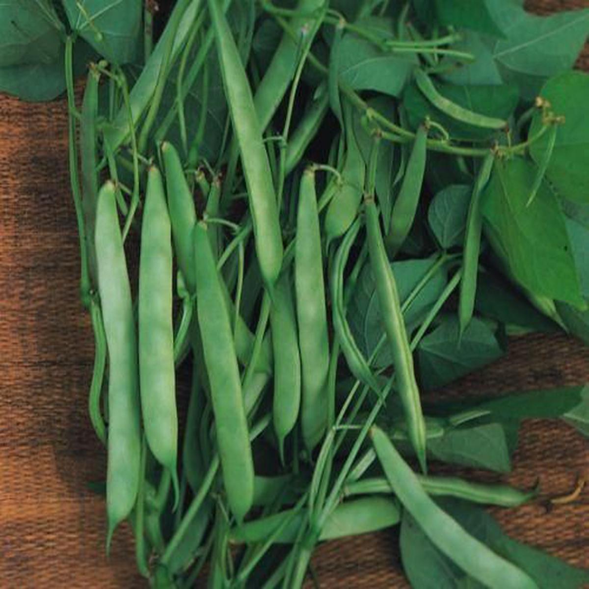 Dwarf French Bean Masterpiece Seeds