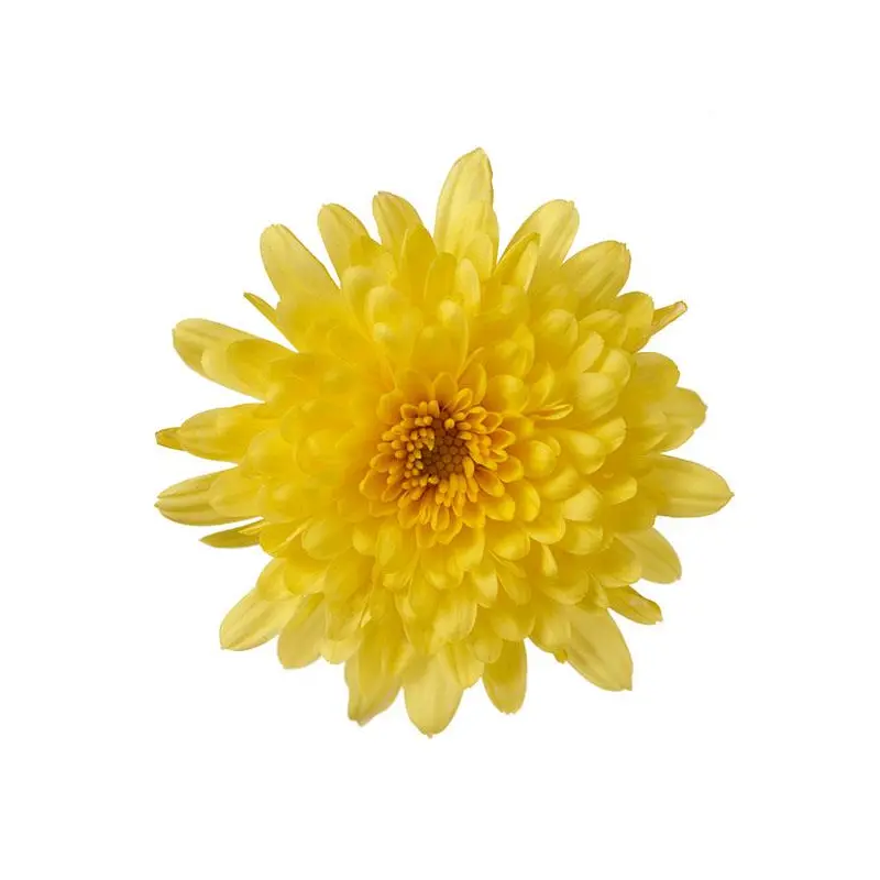 Garden Mum Morgana Yellow, Live Fall Plants 5"