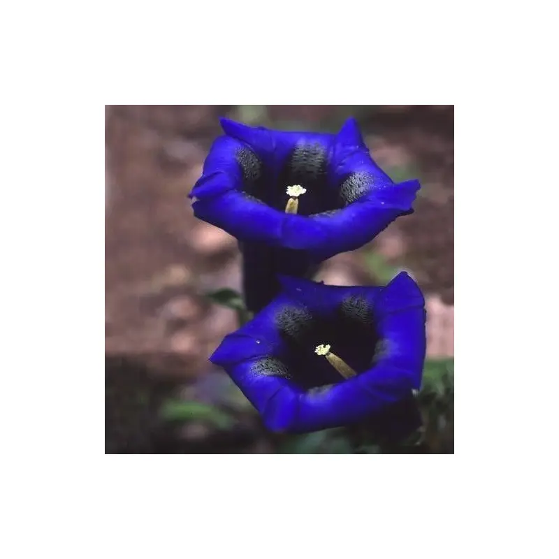 Gentiana acaulis Seeds