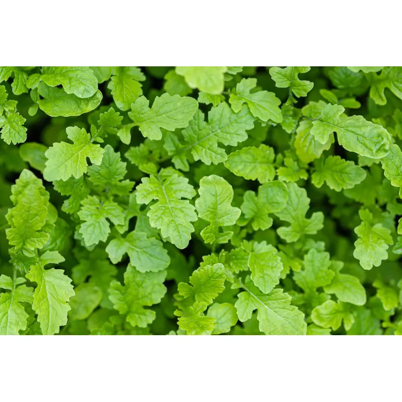 Green Manure White Mustard Seeds - Improve Soil Quality