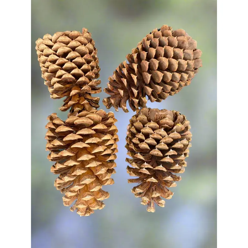 Jeffrey Pinecones