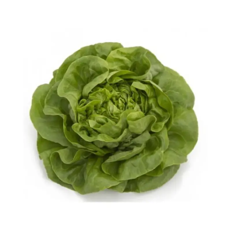 Lettuce Winter Butterhead Wengen RZ (42-173) Untreated Seeds