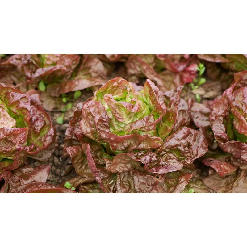 Organic Lettuce Marvel of Four Seasons Seeds