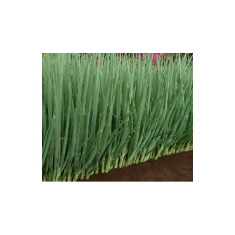 Organic Spring Onion Parade Seed