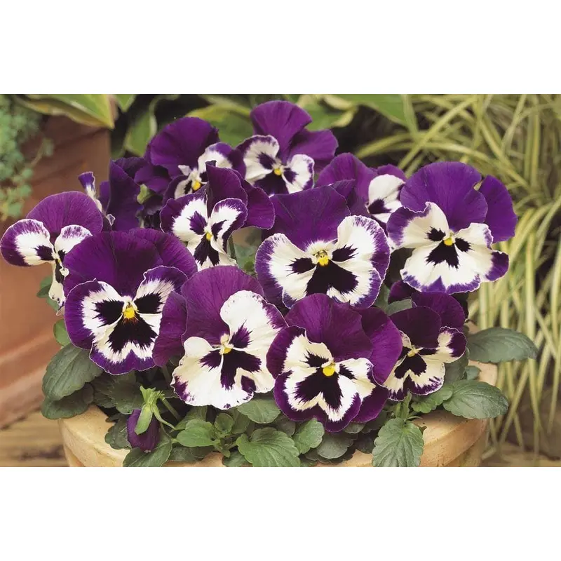 Pansy Matrix Purple and White F1 Hybrid Seeds