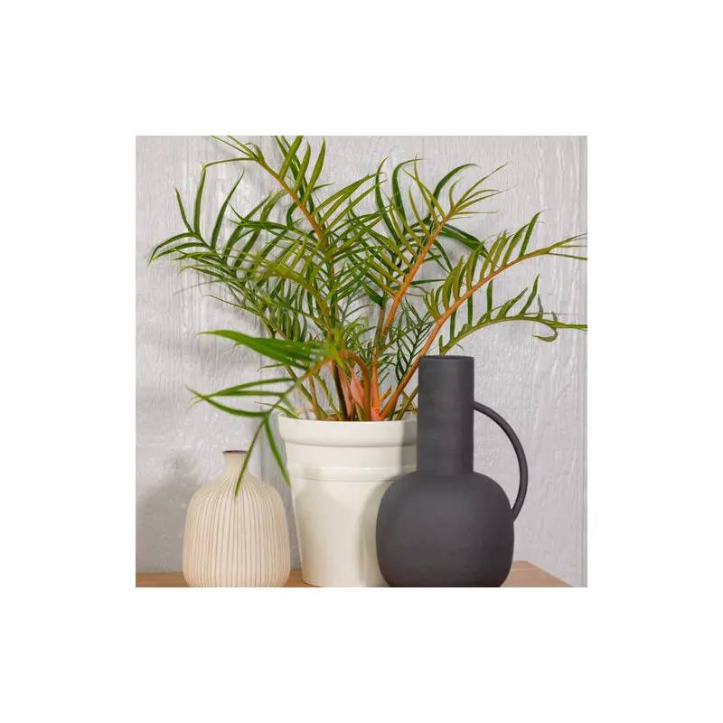 Proven Winners Prismacolor Twisted Sister Philodendron, 6"