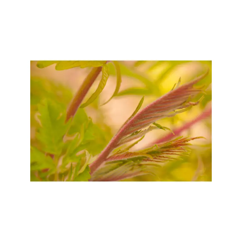 Rhus- Tiger Eyes Cutleaf Staghorn Sum-2 Gallon