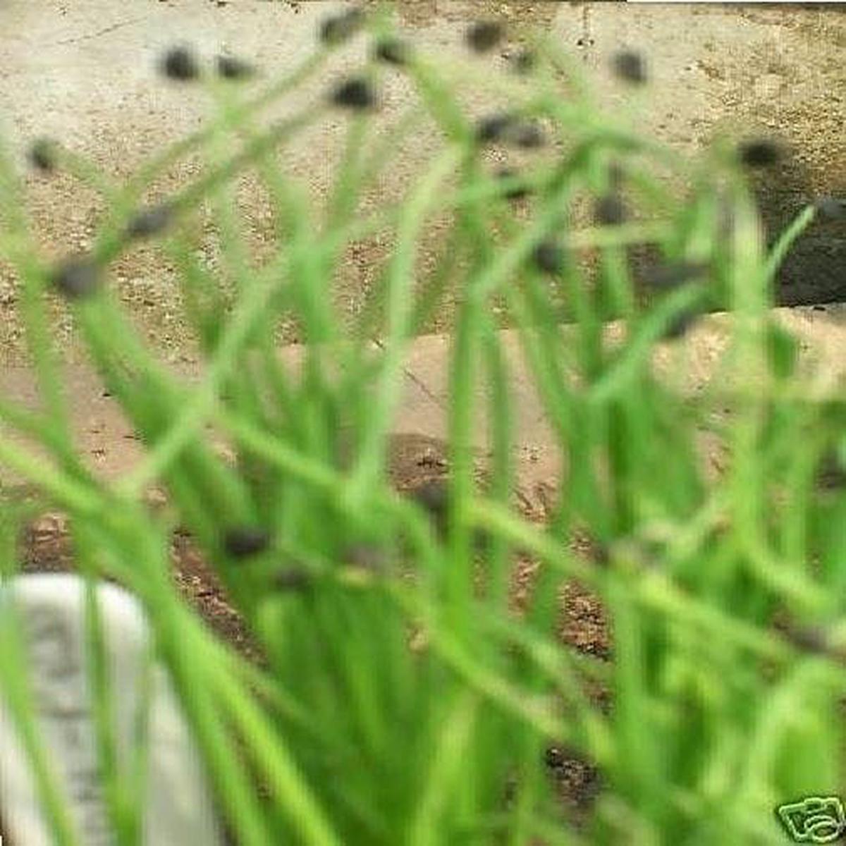 Salad Welsh Onion Green Seeds