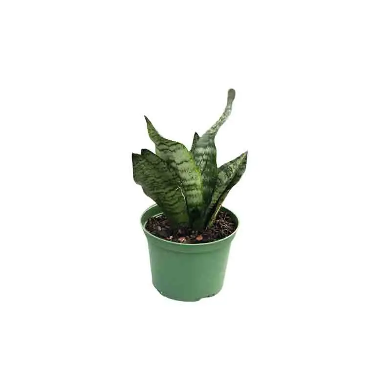 Sansevieria Live Plant (Varieties Vary), 6 in. Pot