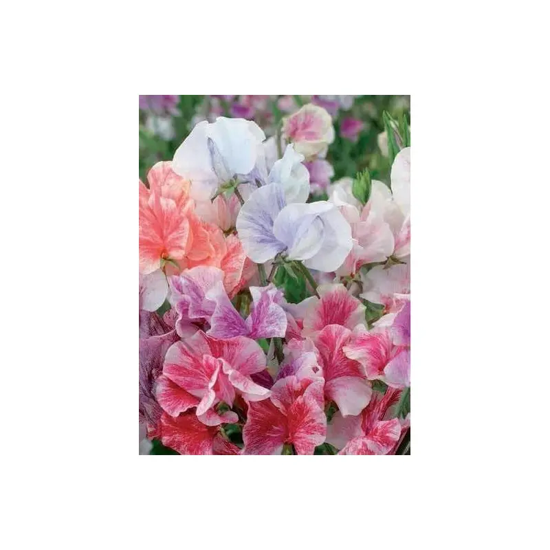 Sweet Pea Heaven Scent Mix Seeds