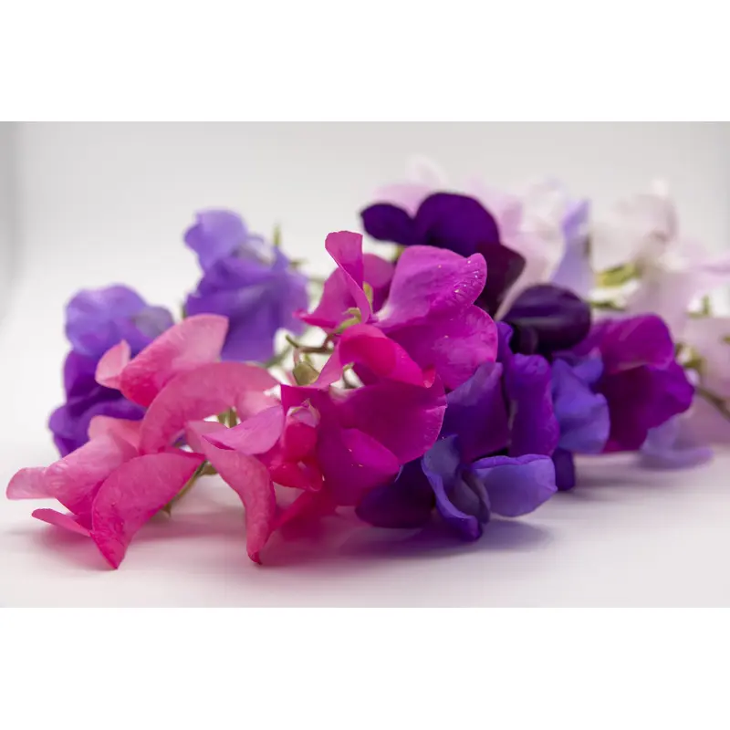 Sweet Pea Queen of the Night Seeds
