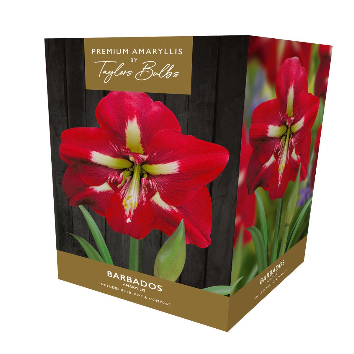 Taylors Amaryllis Bulb Gift Pack Barbados - Red Flowers with white throat