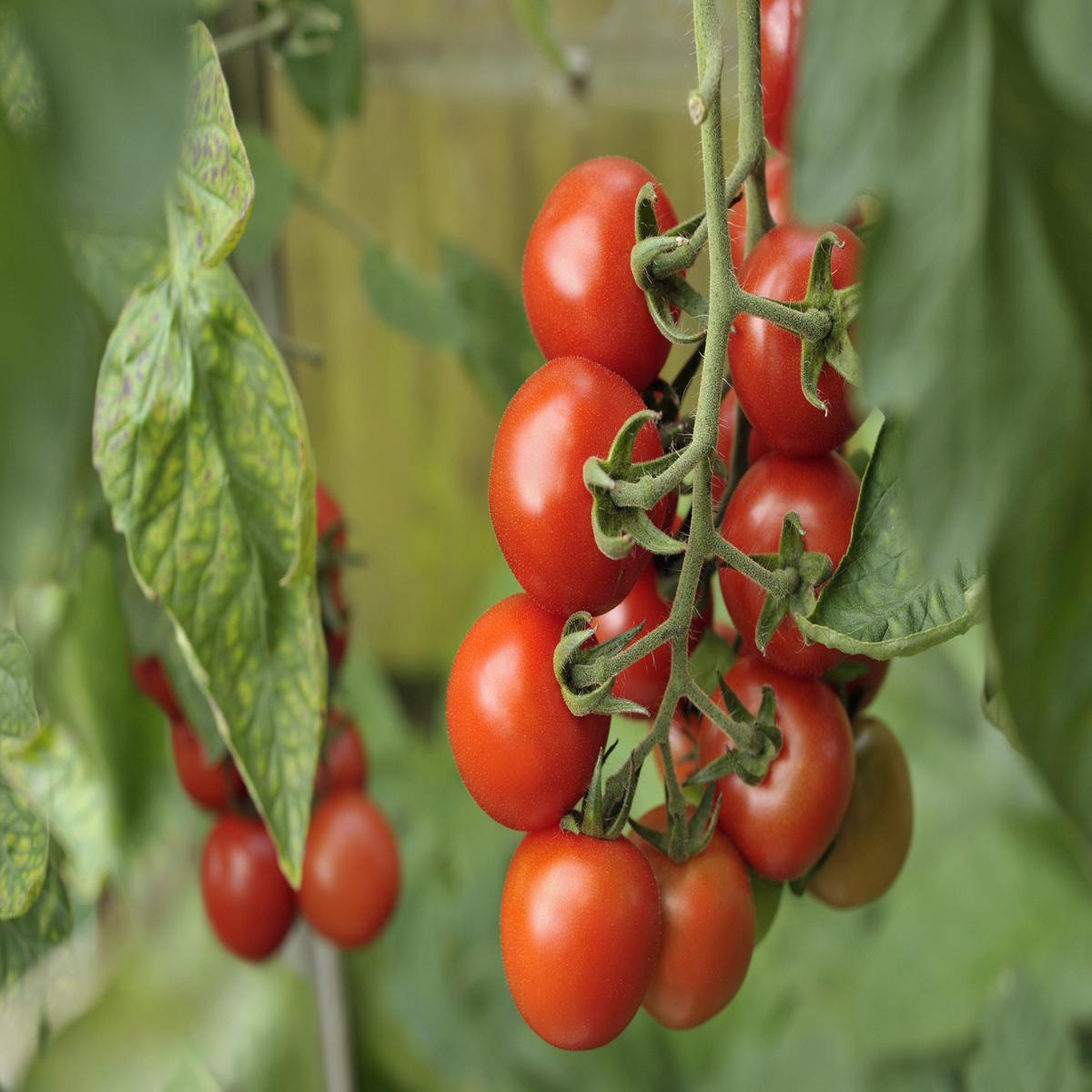 Tomato Alicante Seeds