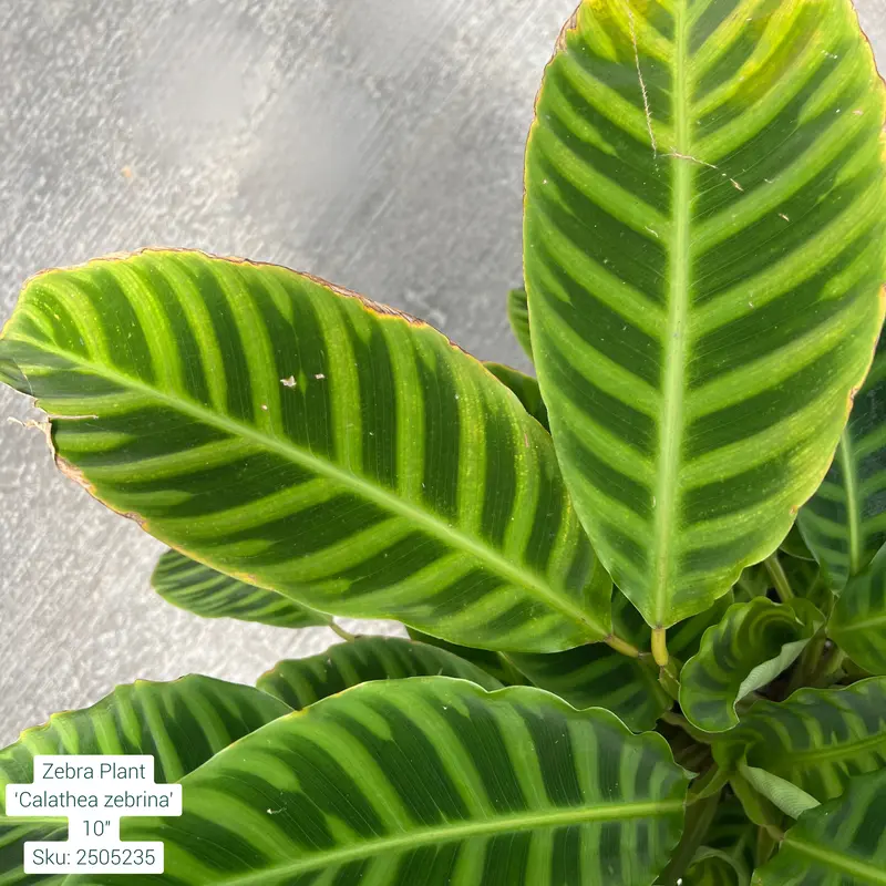 Zebra Plant Calathea Zebrina 10in Pot
