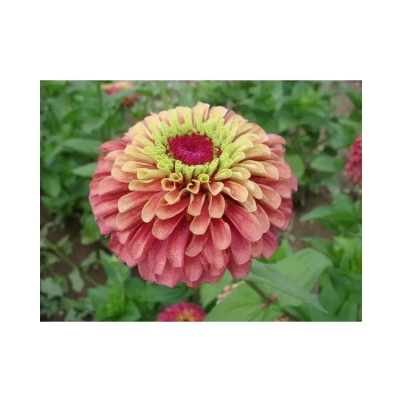 Zinnia Queen Red Lime Seeds