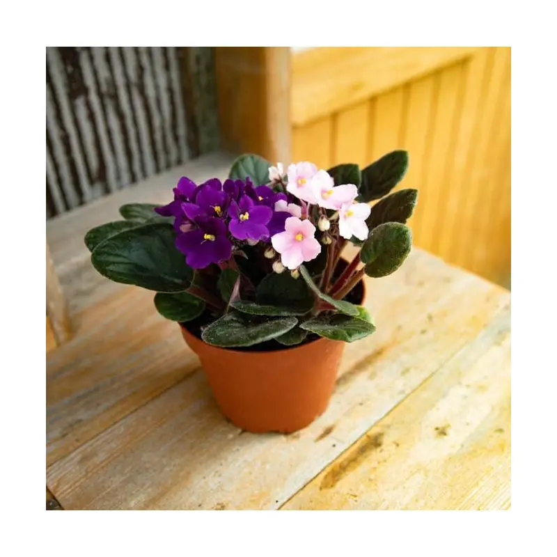 African Violet, Live Plant 5in. Pot