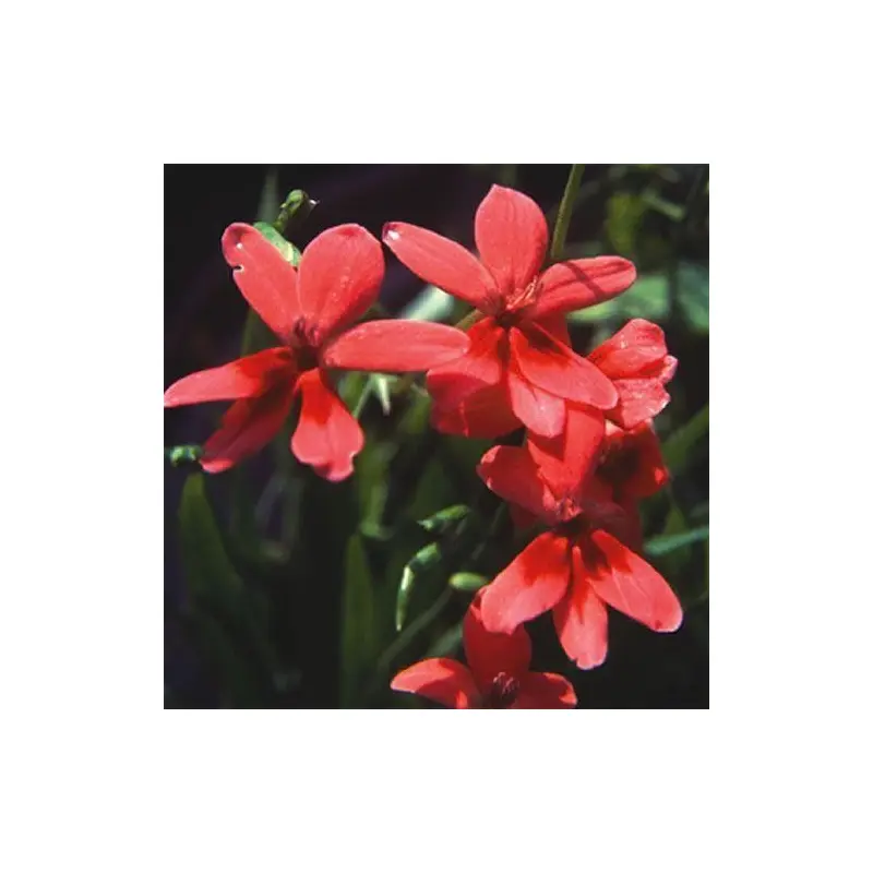 Anomatheca laxa Seeds