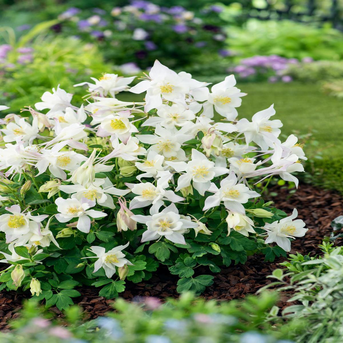 Aquilegia Earlybird White Seeds