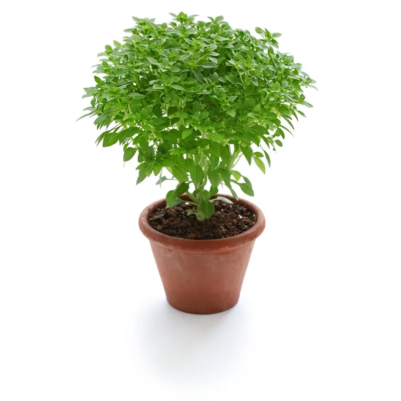 Basil Fine Minette
