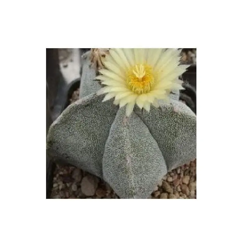 Cactus Astrophytum Myriostigma Seeds