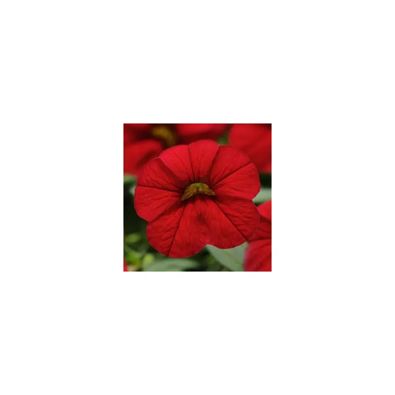 Calibrachoa-Cabaret Bright Red-4.5" Fancy