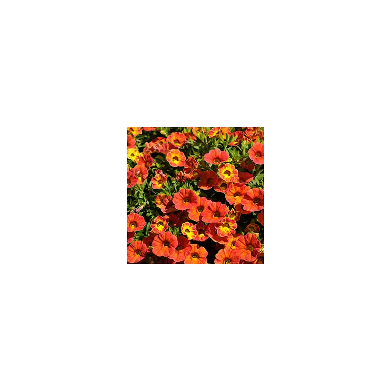 Calibrachoa-Rainbow Tiger Tail-4.5" Fancy