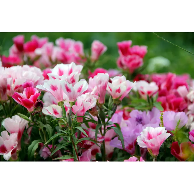Clarkia Crown Double Mixed Seeds