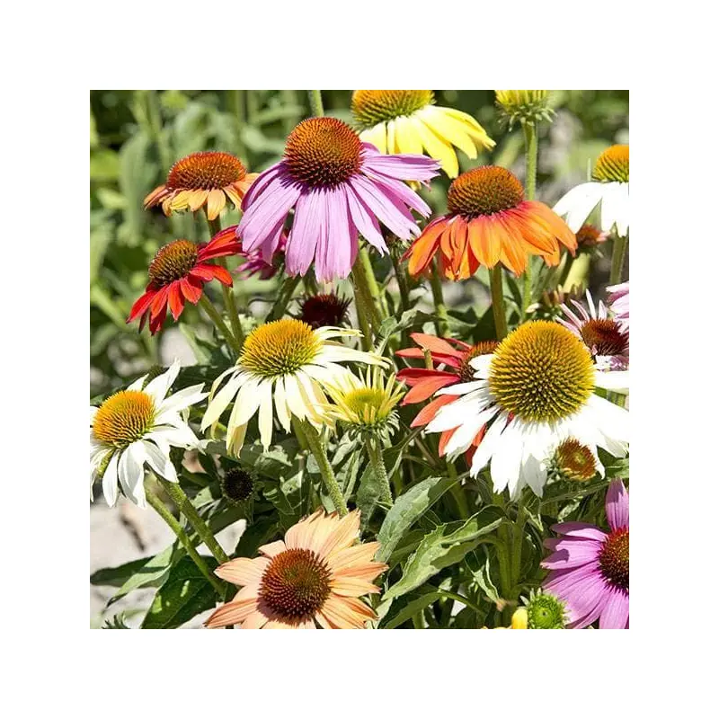 Echinacea Paradiso Dwarf Mix Seeds