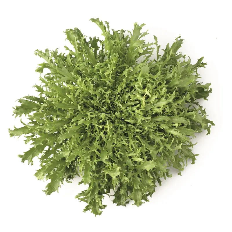 Endive Korbi RZ (11 - 406) Seeds