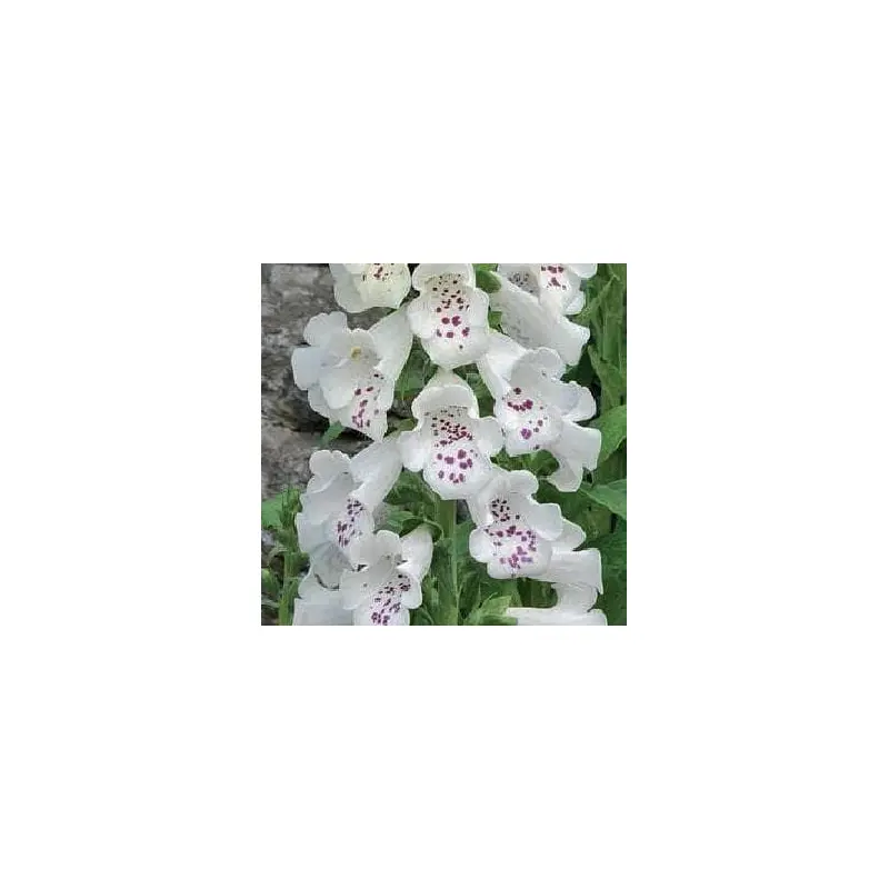 Foxglove Digitalis Dalmatian F1 Hybrid White Seeds