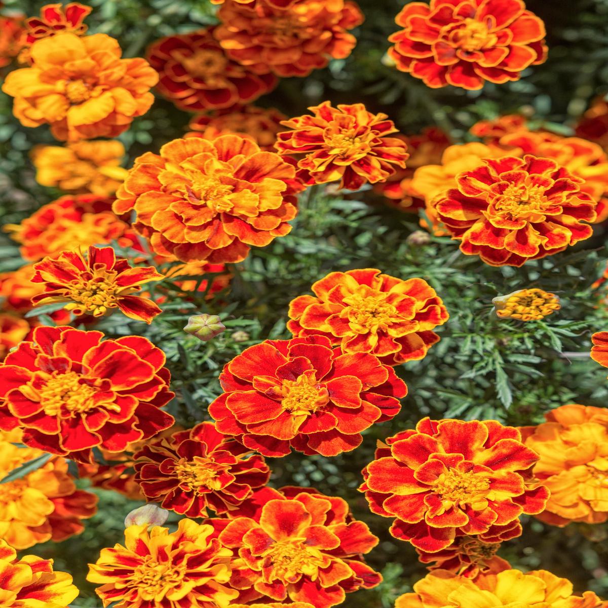 French Marigold Brocade Mix Seeds