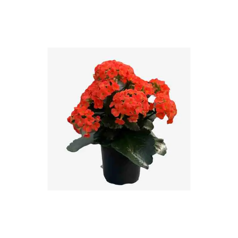 Kalanchoe, Live Plant 4.5 in. Pot