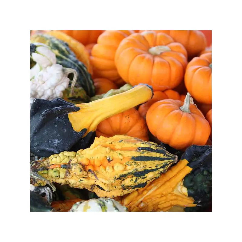 Mini Pumpkin or Gourd