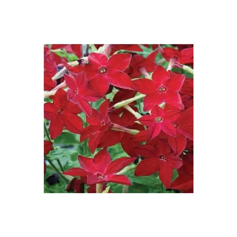 Nicotiana Cuba F1 Hybrid Bright Red Seeds