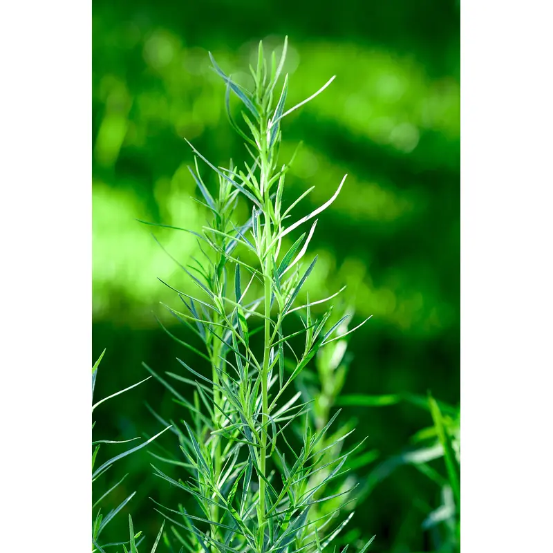 Russian Tarragon Seeds