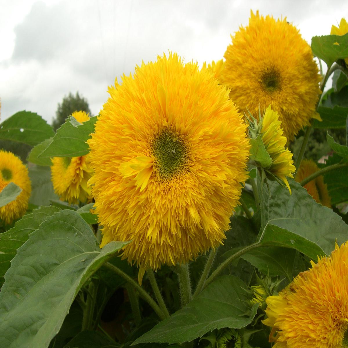Sunflower Superted F1 Seeds Pollen-Free Double Cut Flower