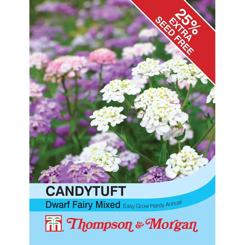 Thompson & Morgan Candytuft Dwarf Fairy Mix Seed