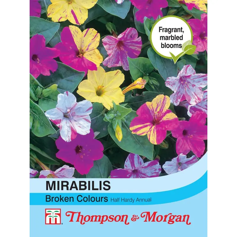 Thompson & Morgan Mirabilis Jalapa Broken Colours 50 Seed