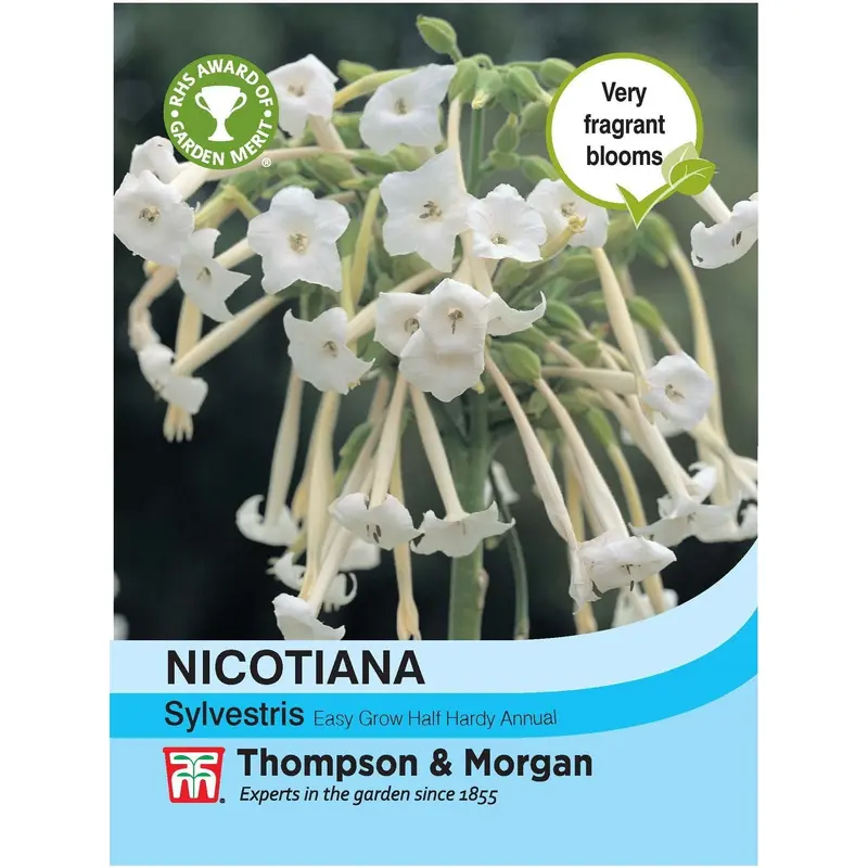 Thompson & Morgan Nicotiana sylvestris 2000 Seed
