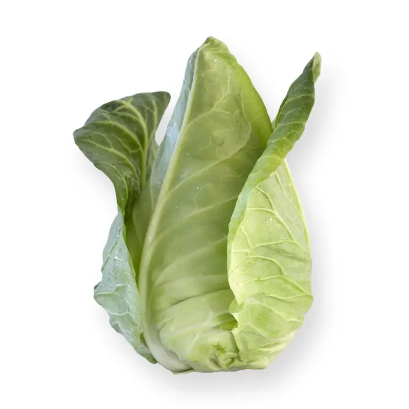 White Cabbage Sonsma RZ F1 Hybrid Seeds