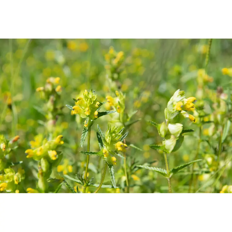 Wildflower Yellow Rattle Seeds Rhinanthus Minor