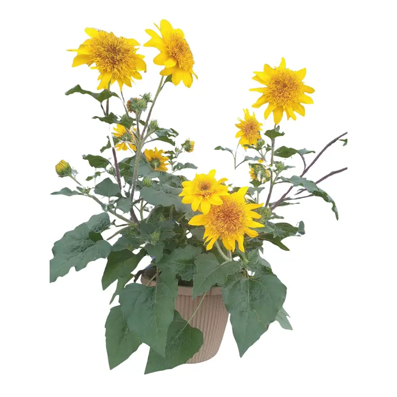8" Sunflower Sunfinity