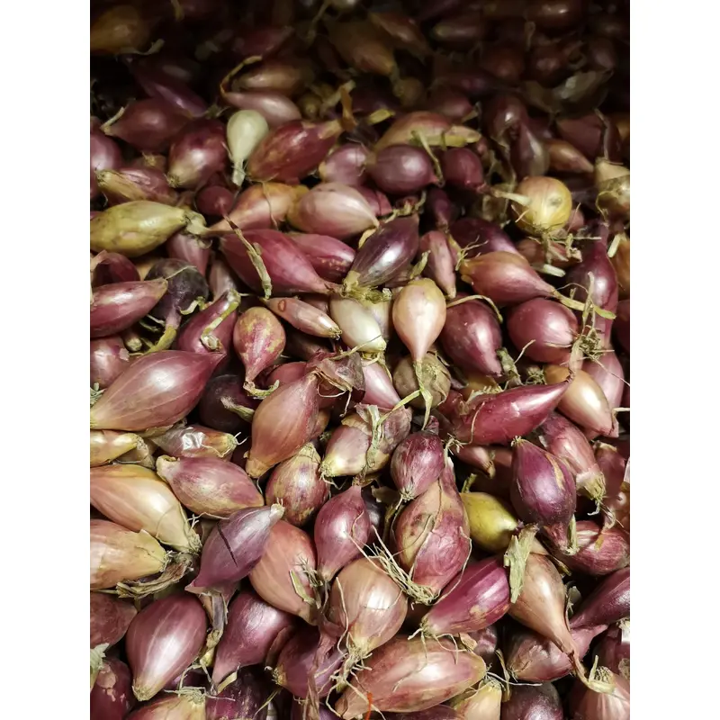 Autumn Onion Sets Red Winter