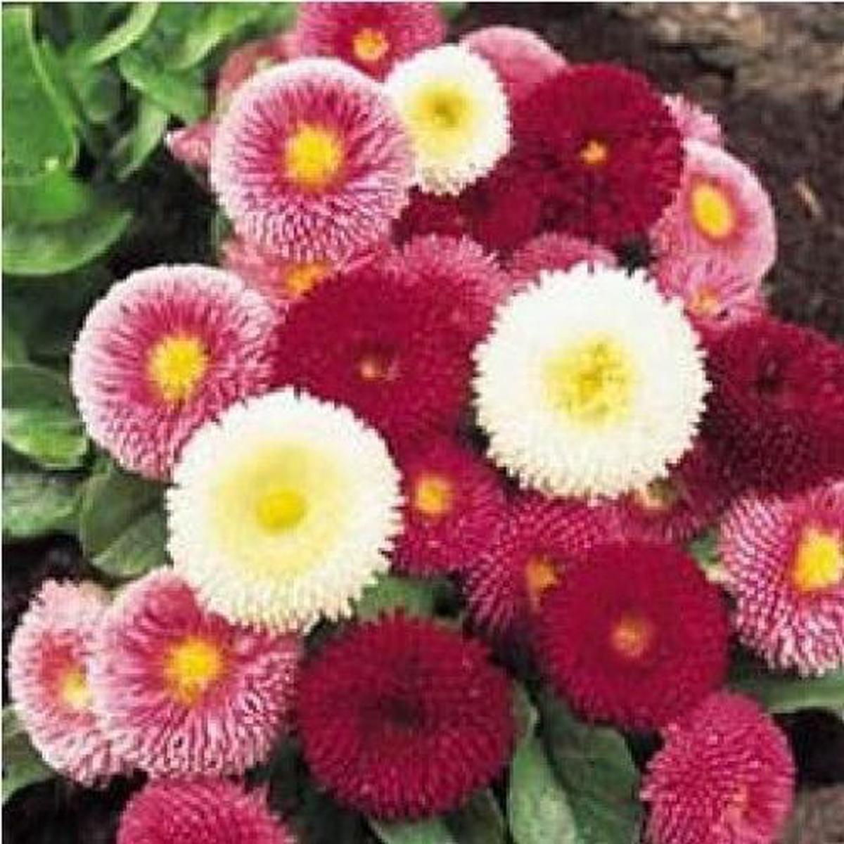 Bellis Perennis Monstrosa Enorma Mix Seeds