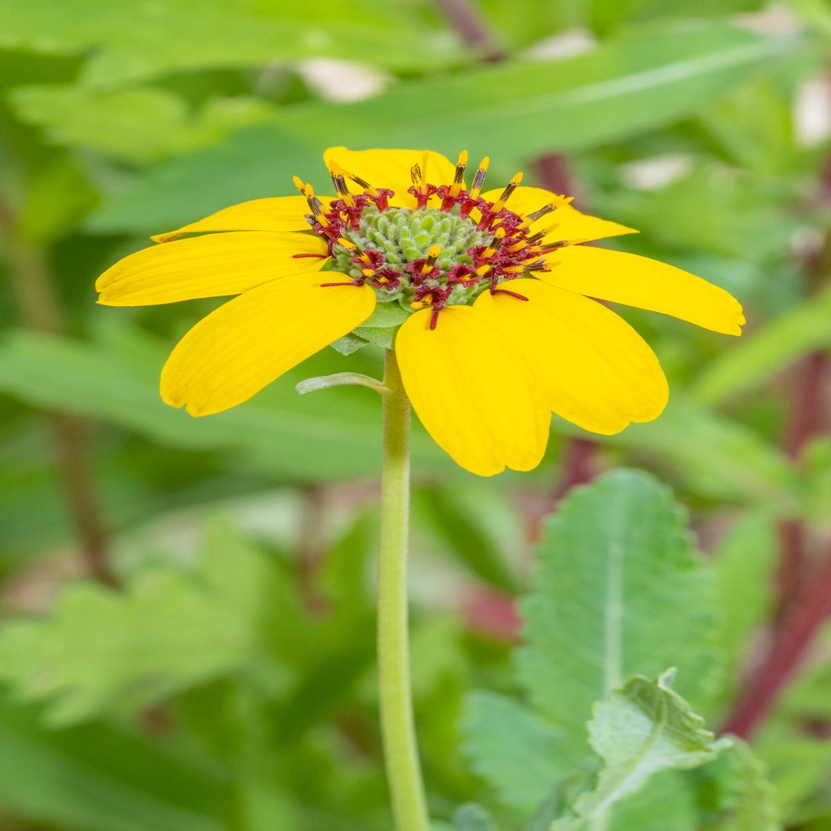Berlandiera Choco Prince Seeds
