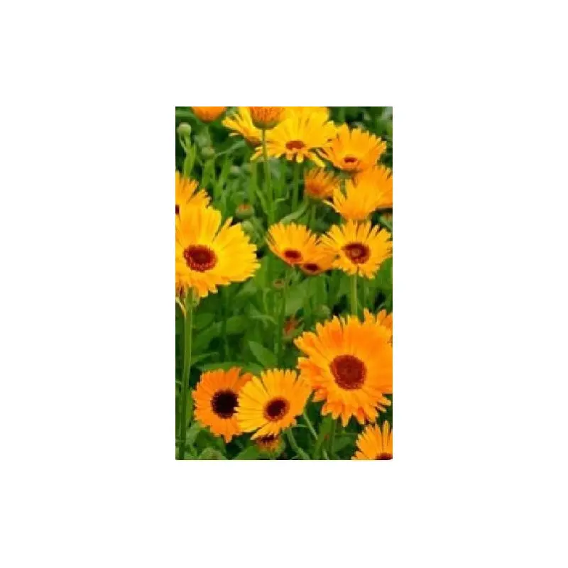 Calendula officinalis Pot Marigold Nova Seeds