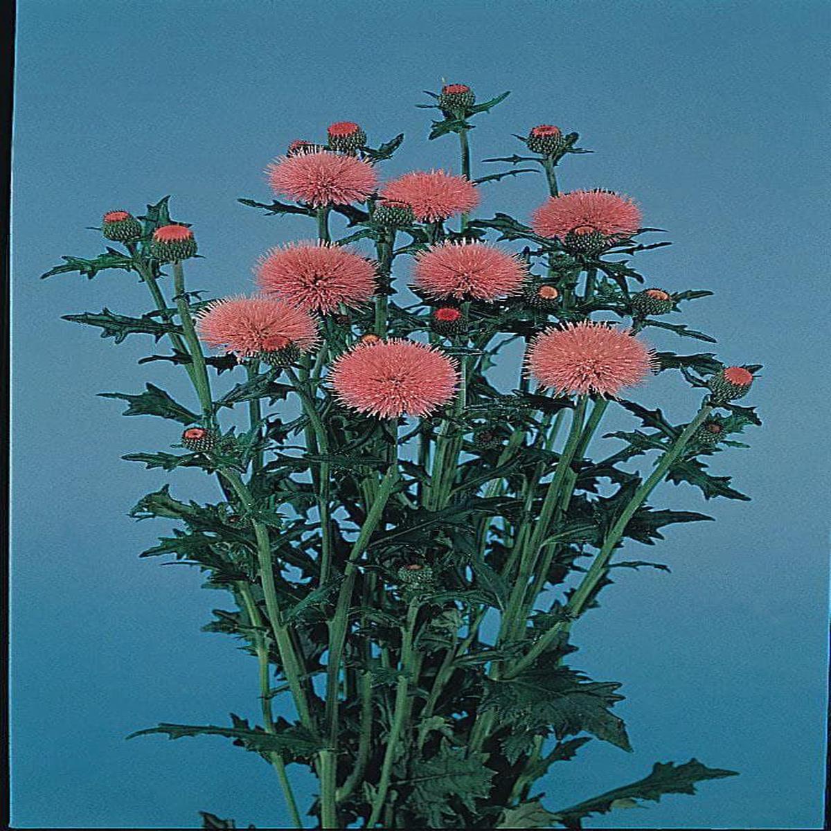 Cirsium Japonicum Pink Beauty Seeds