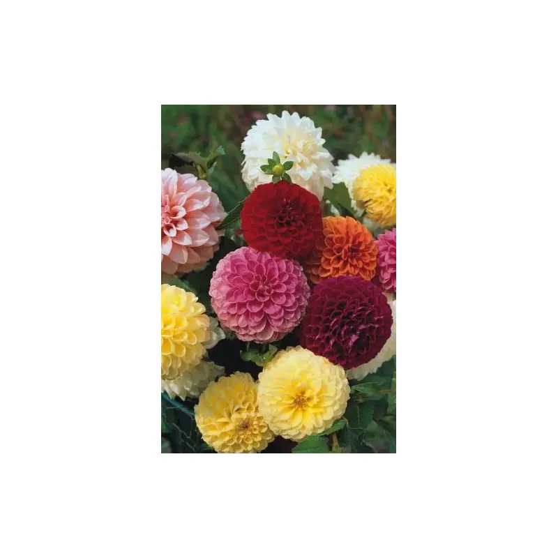 Dahlia Pompone Double Mixed Seeds